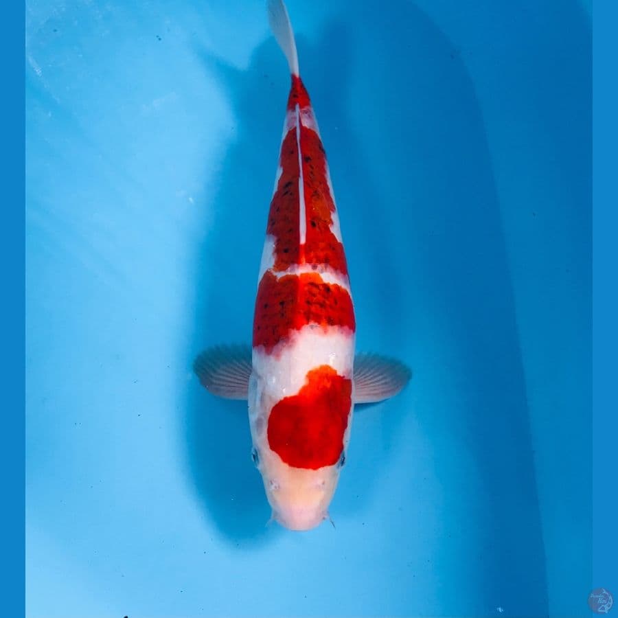 Ai Goromo, 35 cm