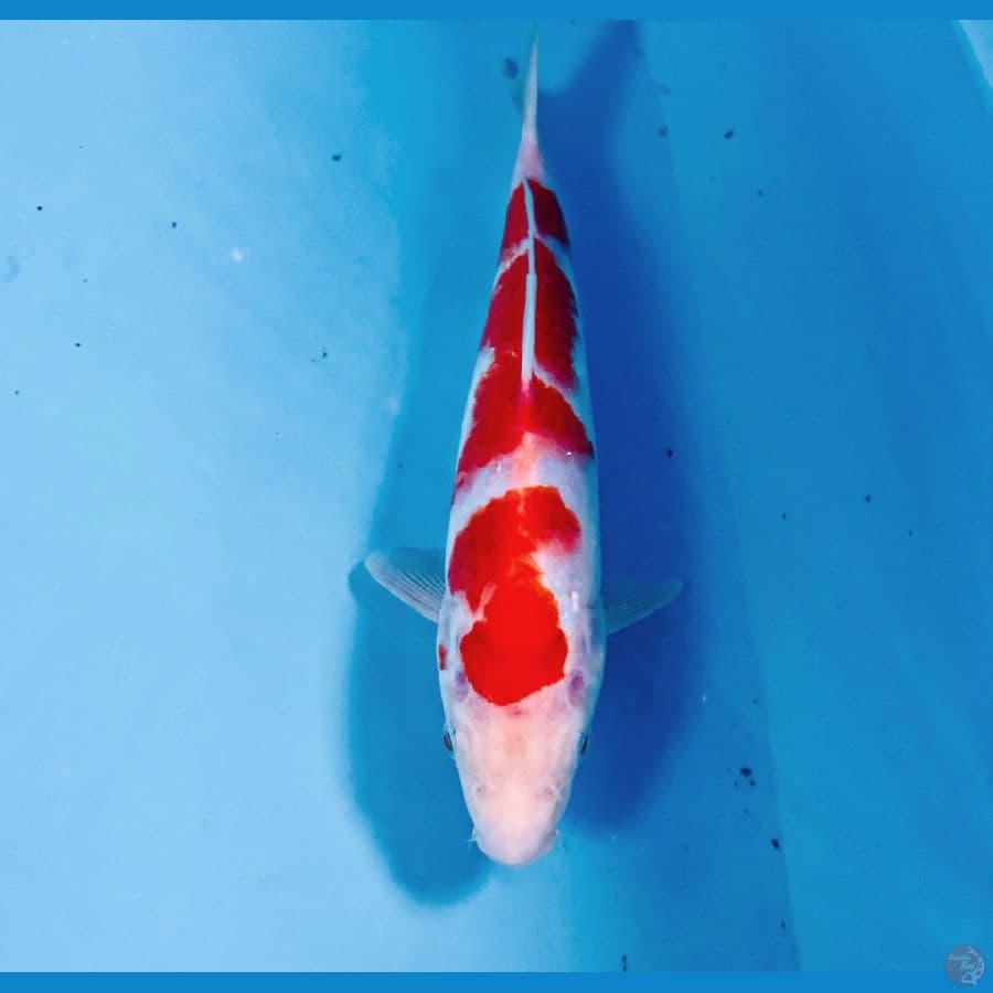 kohaku, 25 cm