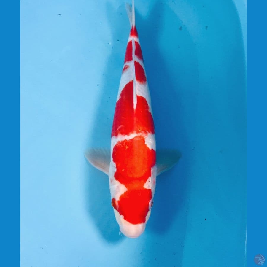 kohaku, 35 cm