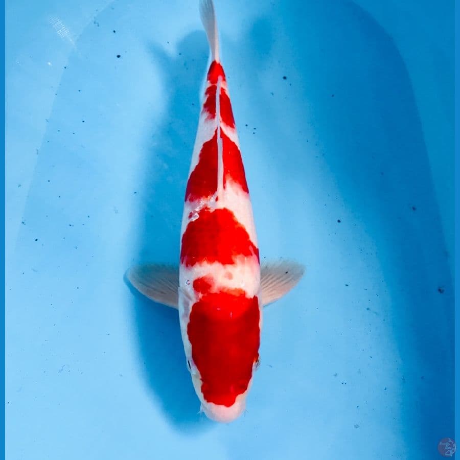 kohaku, 36 cm