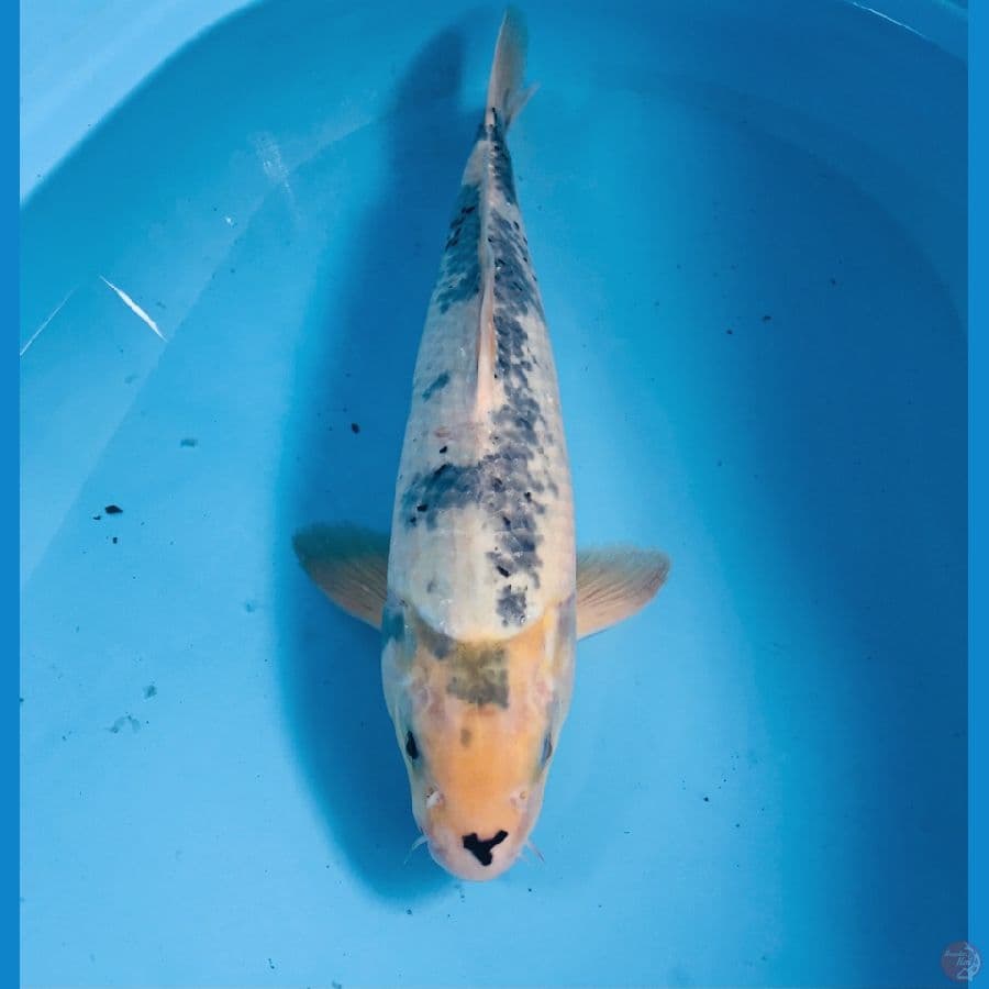 shiro, 41 cm