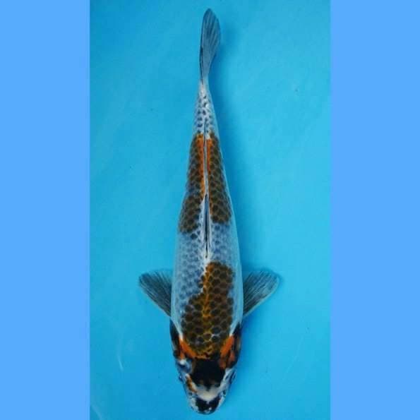 Beni Gingga 36cm