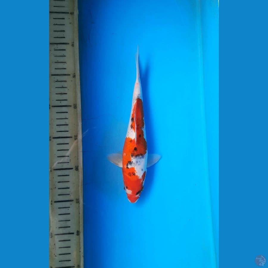 Goshiki 19cm