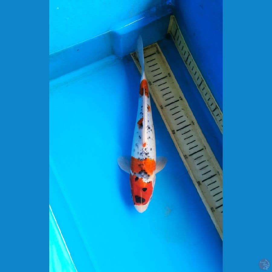 Goshiki 28cm