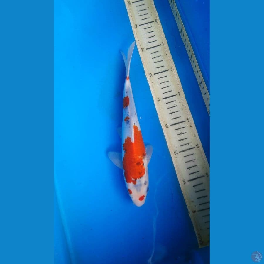 Goshiki 27cm