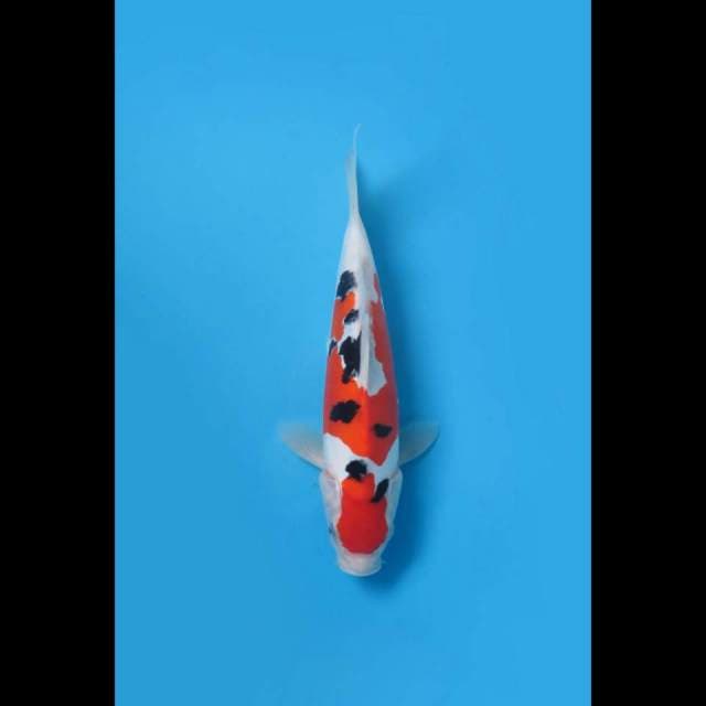 28cm , Sanke Doitsu Murni SQ