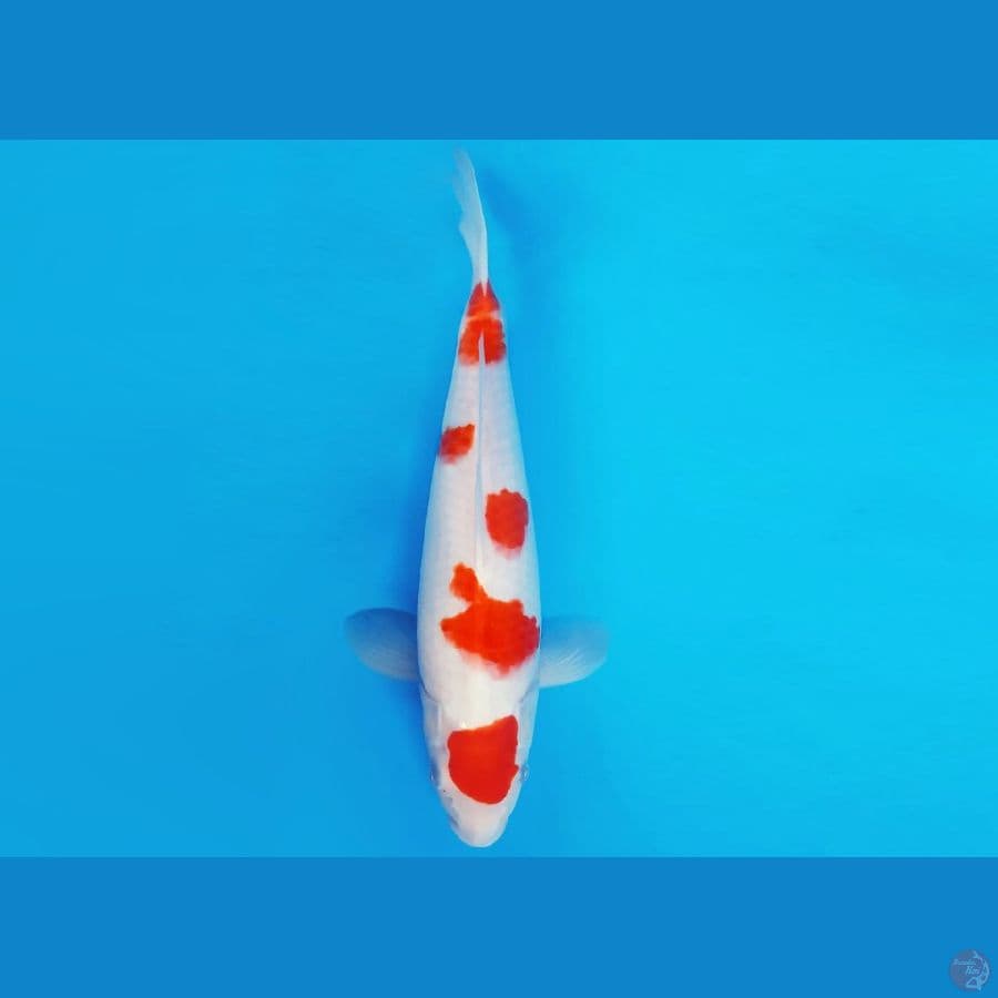 HIRO 4 - KOHAKU 36 cm/male ®