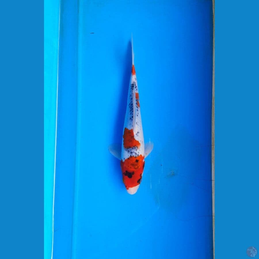 Goshiki 23cm