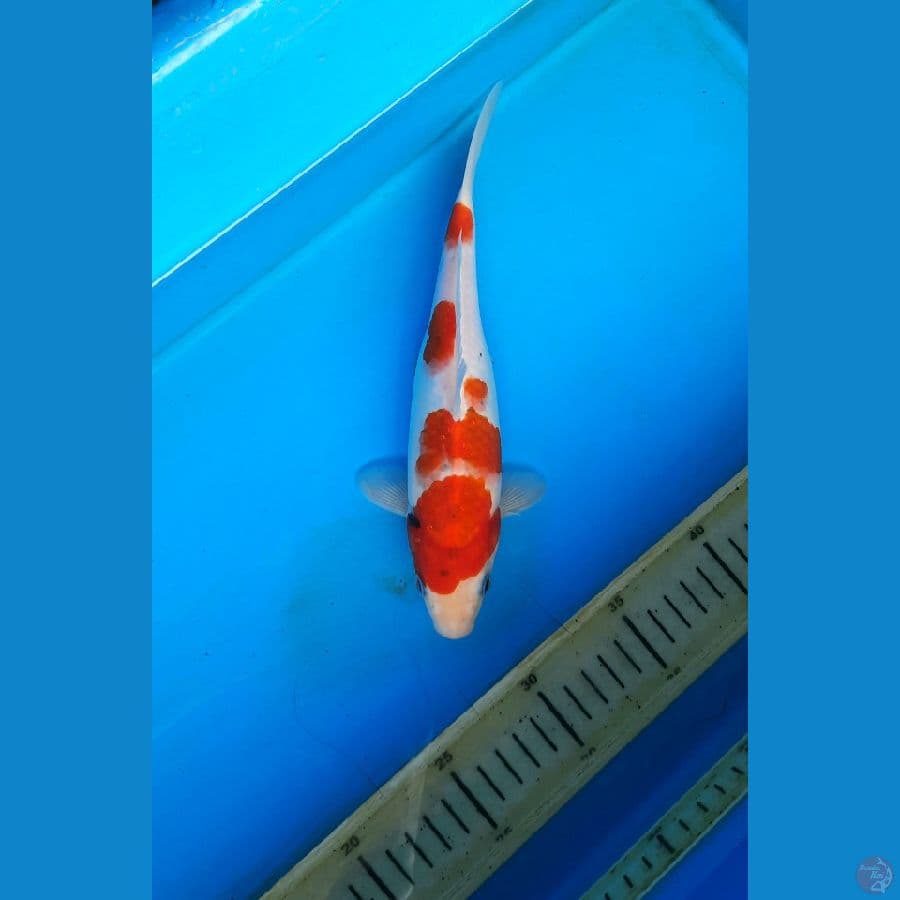 Goshiki 23cm 