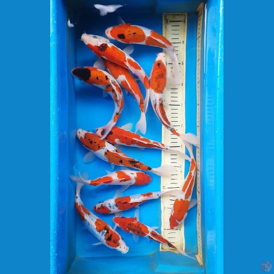 Gishiki Mix 20-25cm / 12 ekor