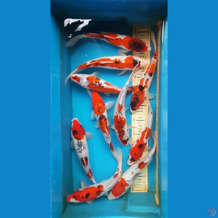 Goshiki Mix 26-29cm / 10 ekor