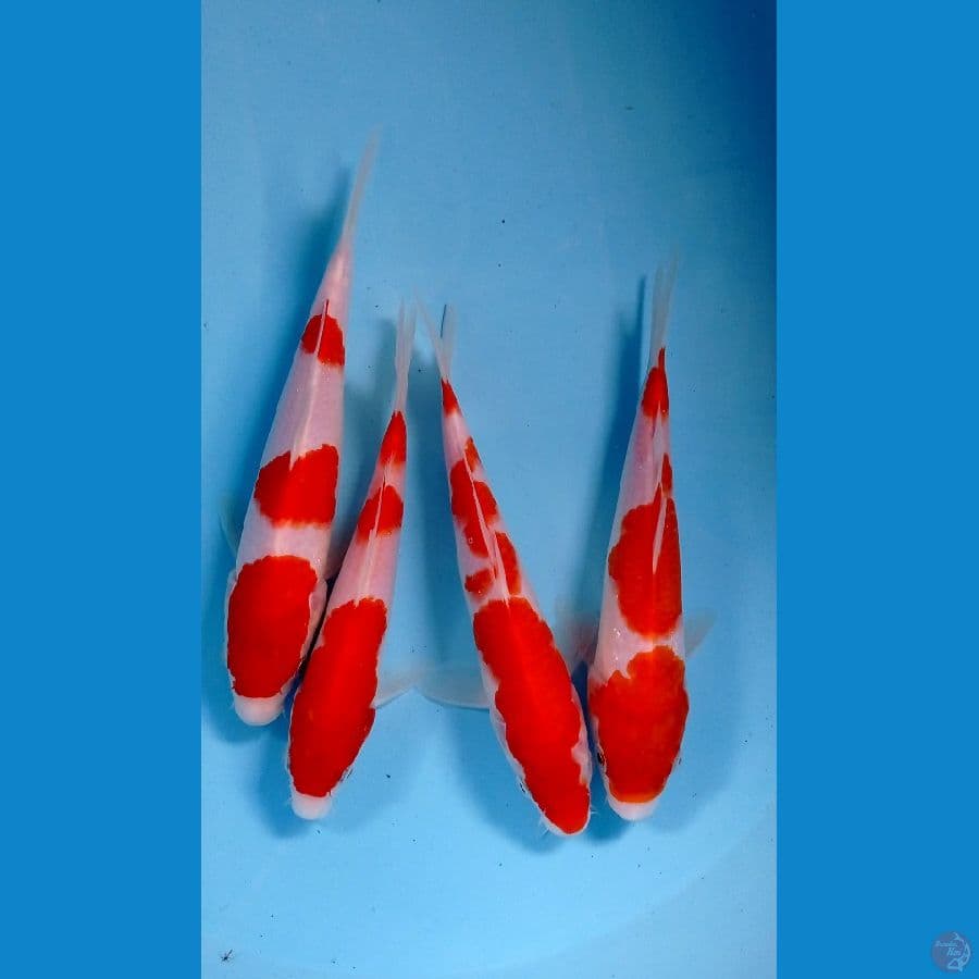 paket kohaku 17-21cm