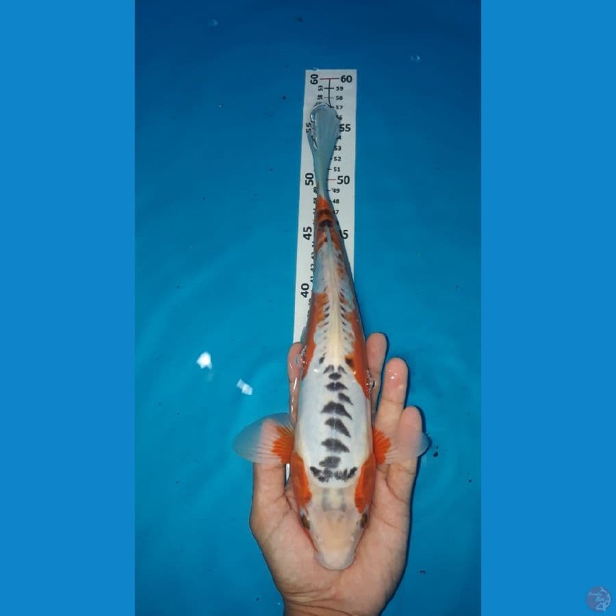 #4 HANA SHUSHUI JANTAN 32cm