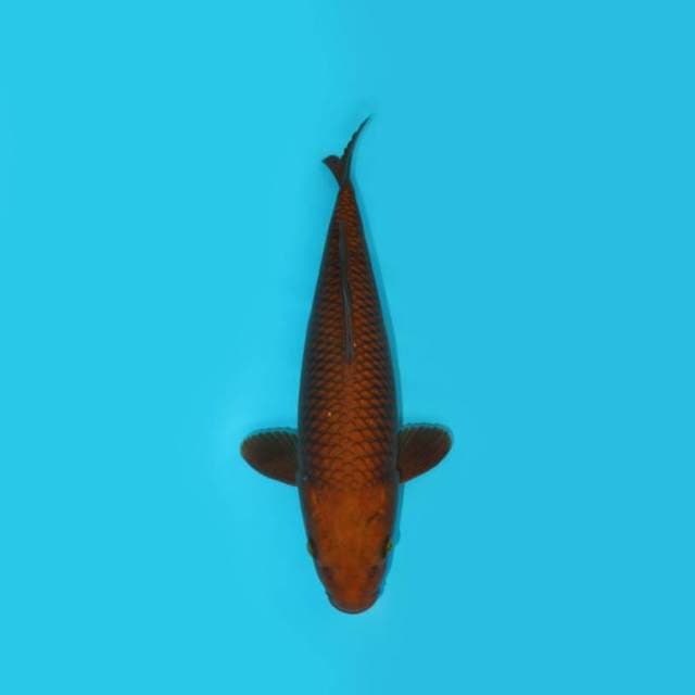 YOTSU_CHAGOI TEMBAGA_37 CM