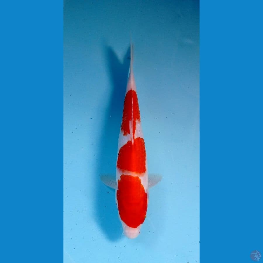 kohaku 20cm