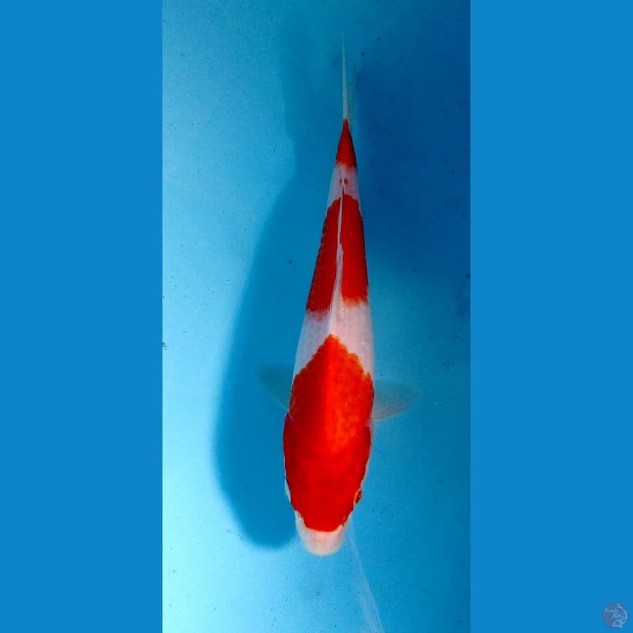 kohaku 20 cm