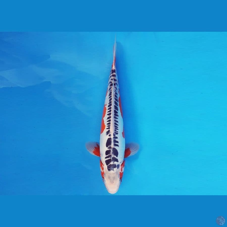 HIRO 7 - SHUSUI 35 cm/male ®