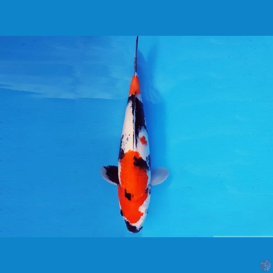 HIRO 12 - SHOWA TATEGOI 34 cm/fm ®