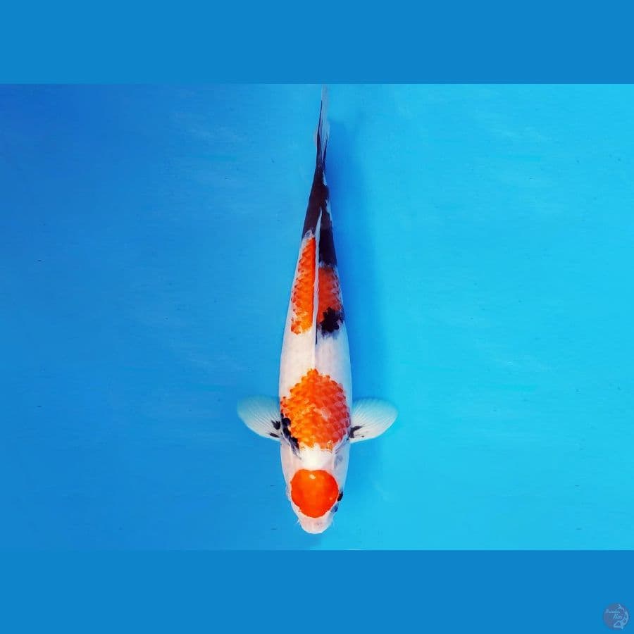 HIRO 13 - MARUTEN SHOWA 36 cm/fm ®