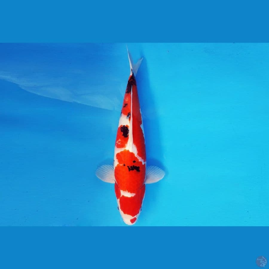 HIRO 14 - SANKE 40 cm/fm ®