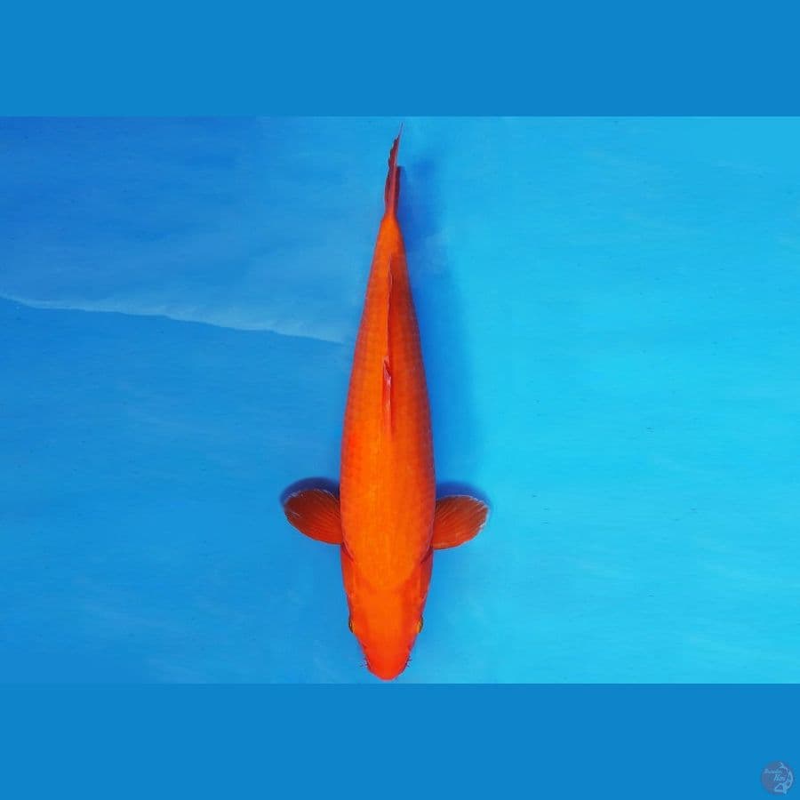 HIRO 15 - BENIGOI 40 cm/fm ®