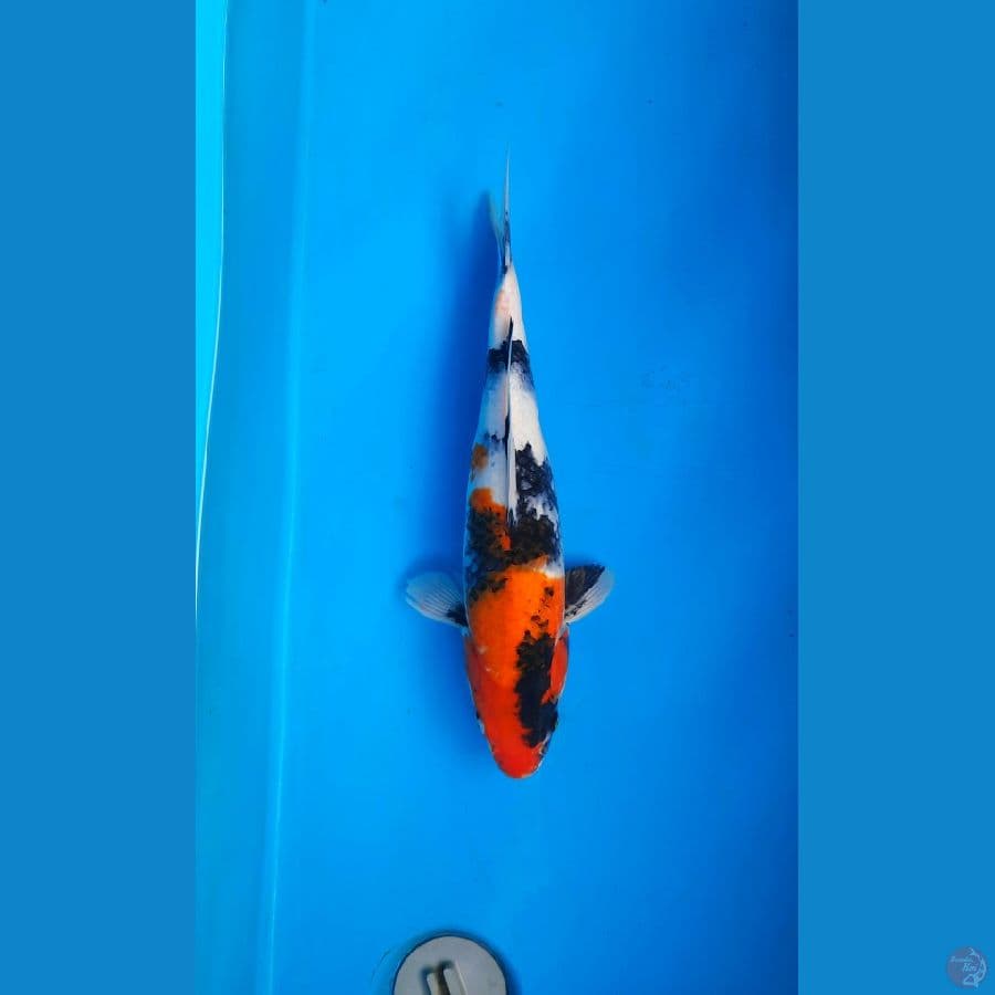 Showa 38cm F