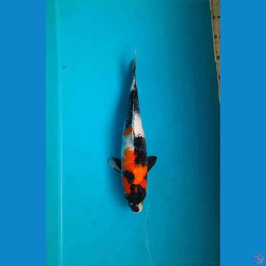 Showa 34cm F