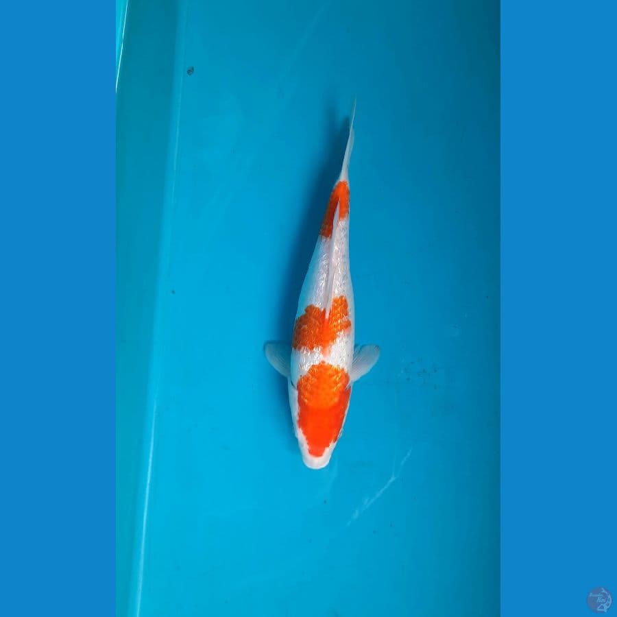 Kohaku ginrin 31cm F