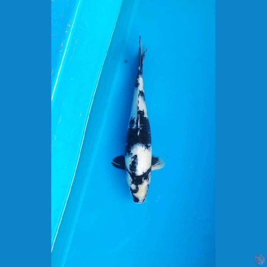 Shiro utsuri 32cm Male
