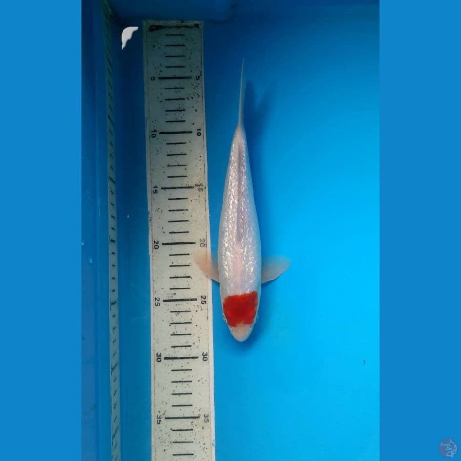 Ginrin tancho 23cm