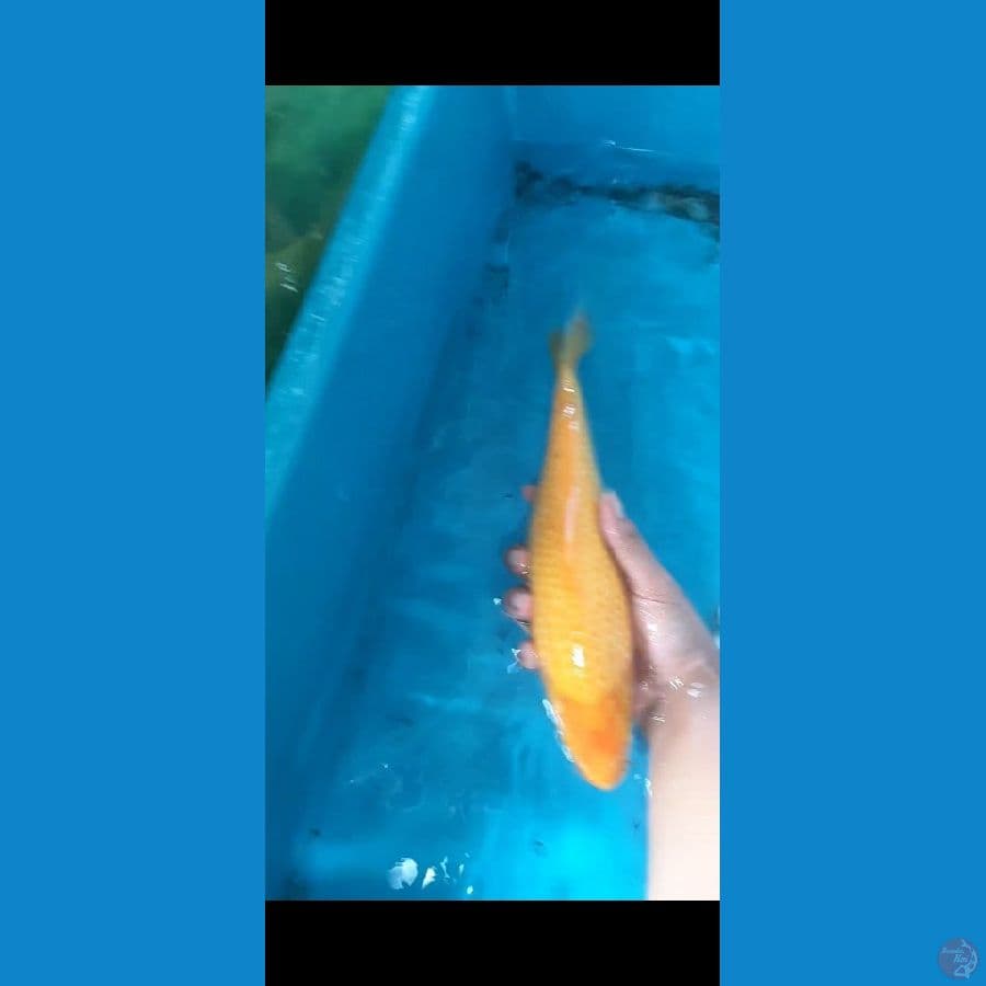 YellowCorn 32cm