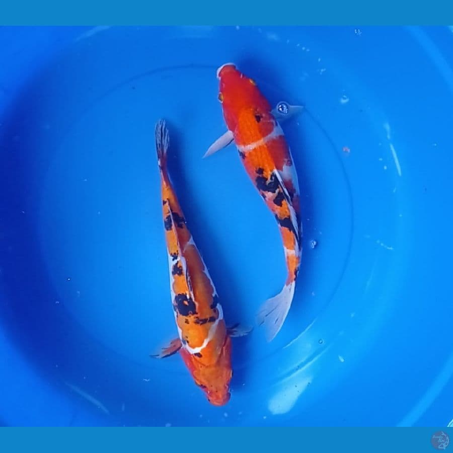 Induk sanke sisik dan doitsu 37cm