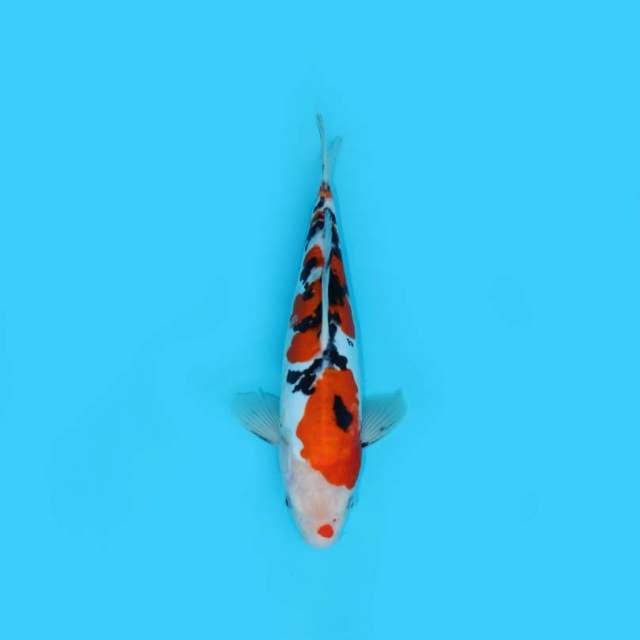29CM - SANKE DOITSU