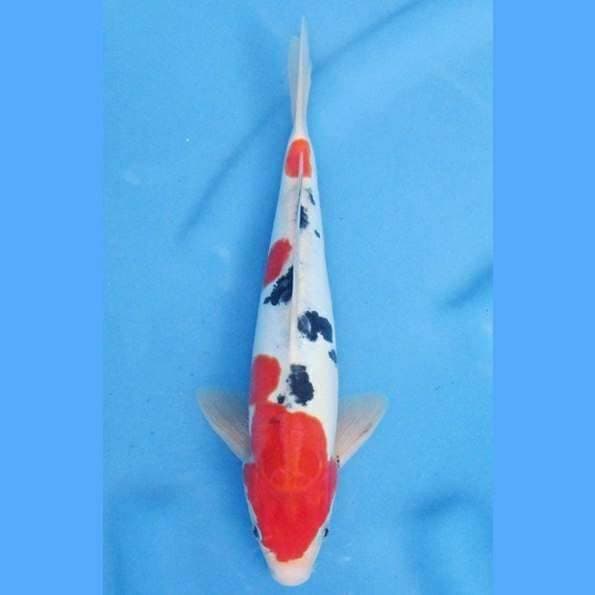 Near Koi - Nice Sanke 29cm