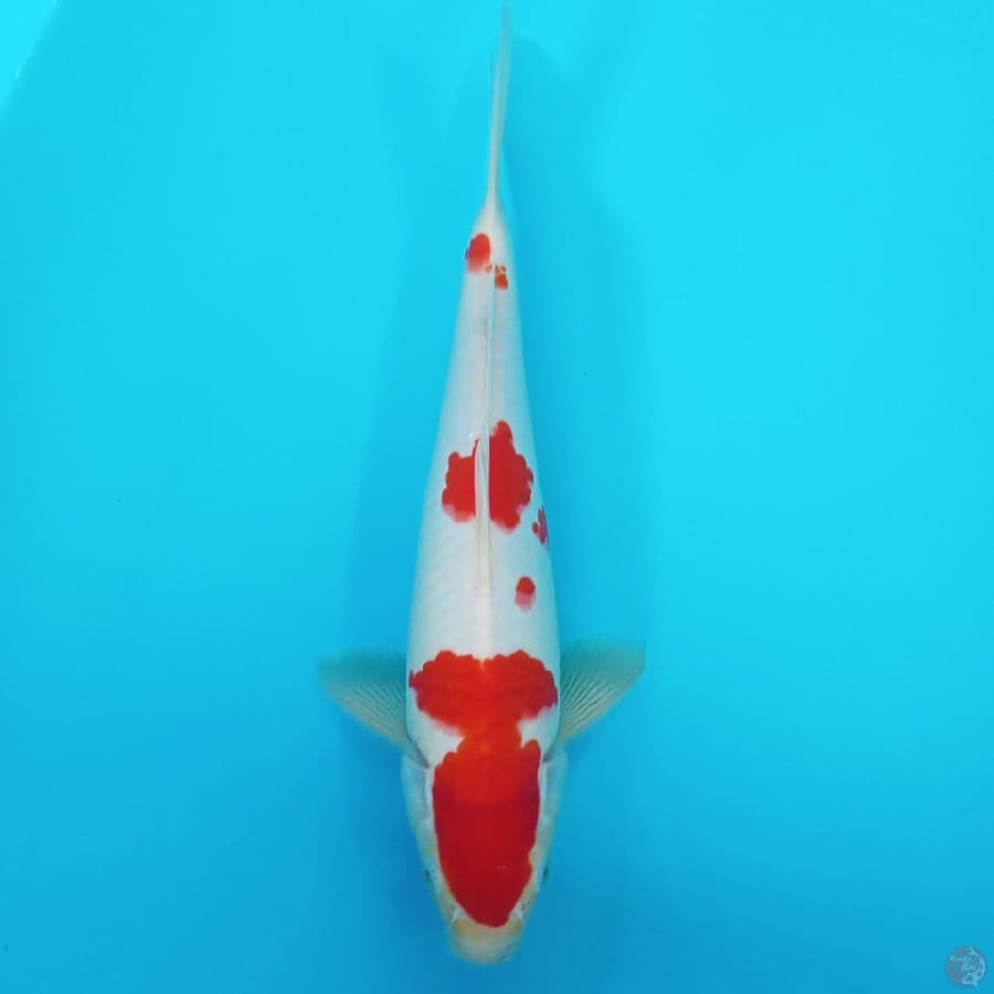 KOHAKU HQ MERAH STRONG