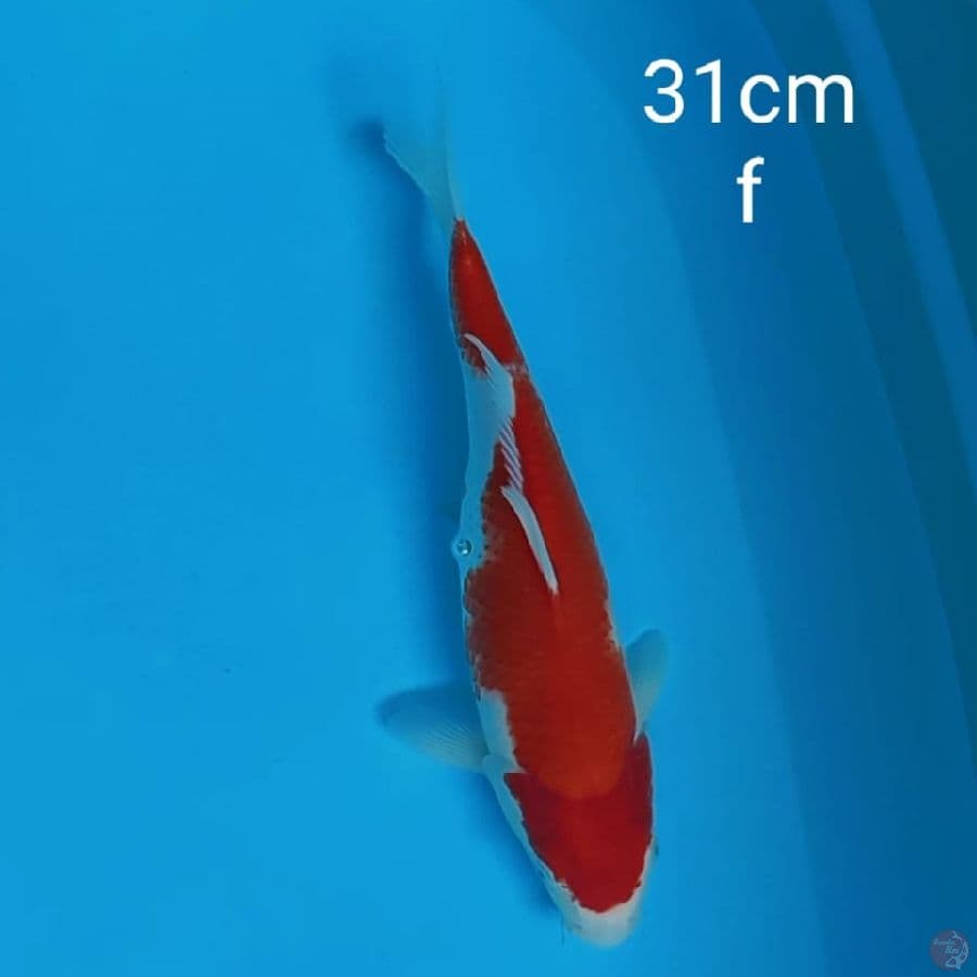 kohaku 33cm