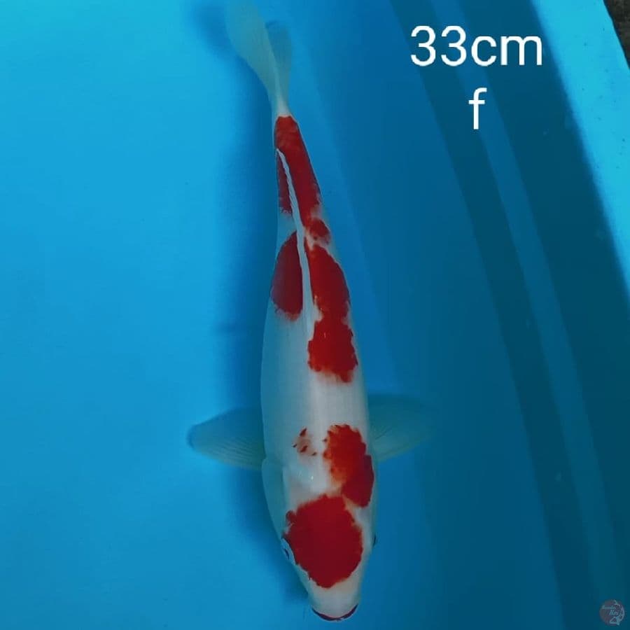 maruthen kohaku 33cm