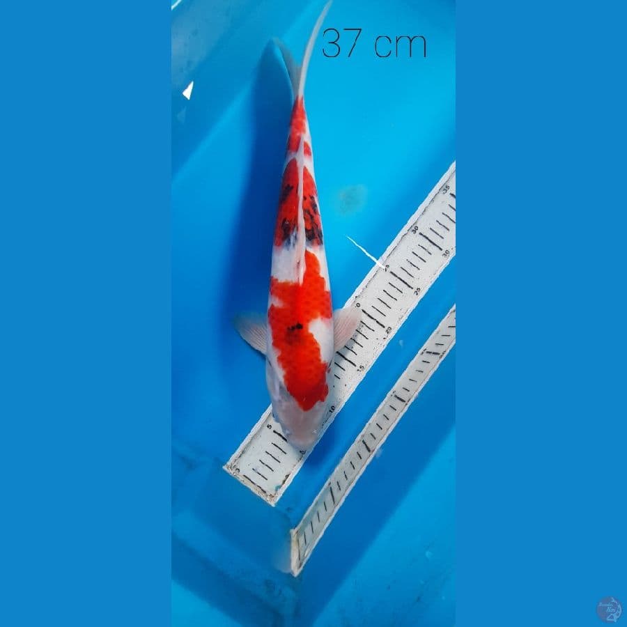sanke 37 cm