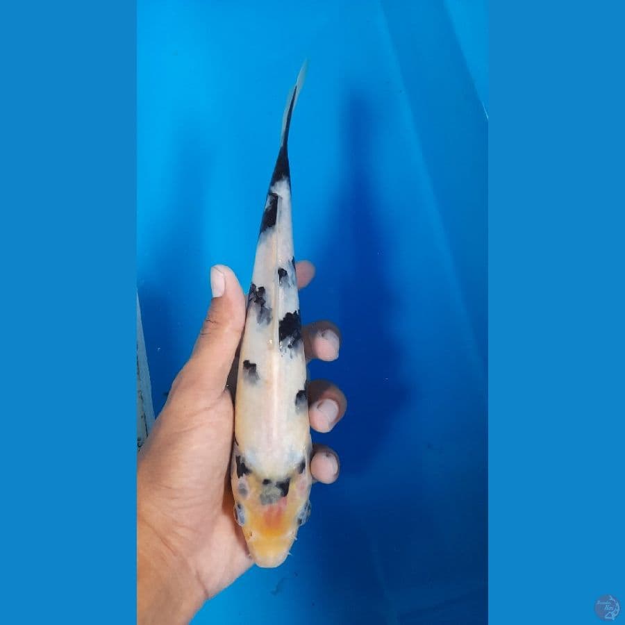 shiro bahan 20 cm 