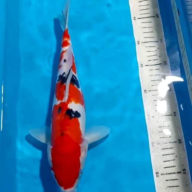 SANKE DOITSU 35 CM