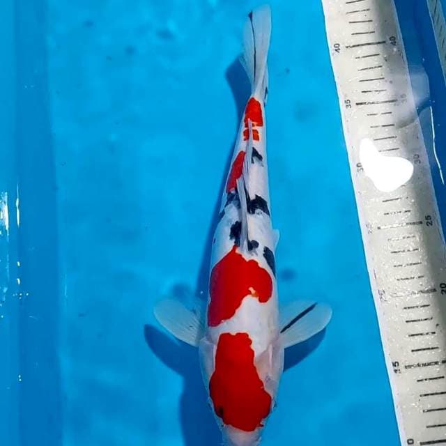 SANKE DOITSU 31 CM