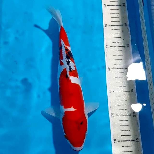 SANKE DOITSU 31 CM