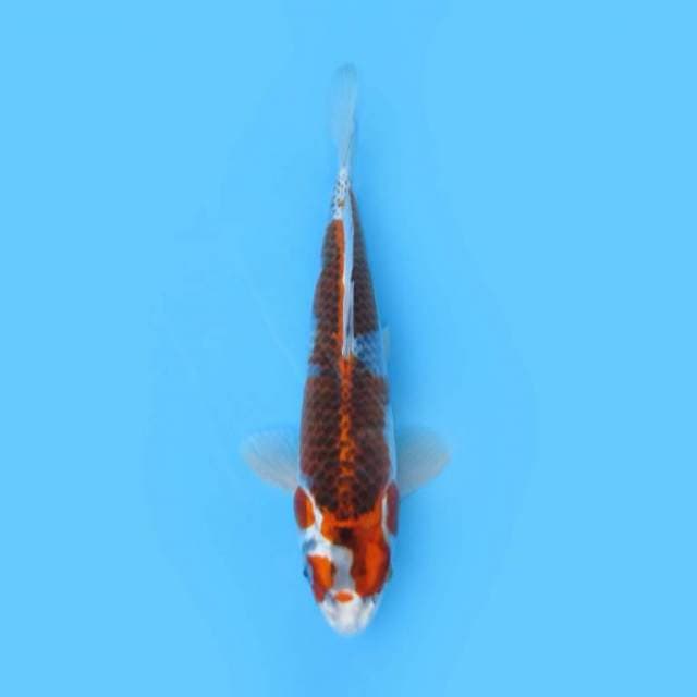 31CM - KUJAKU