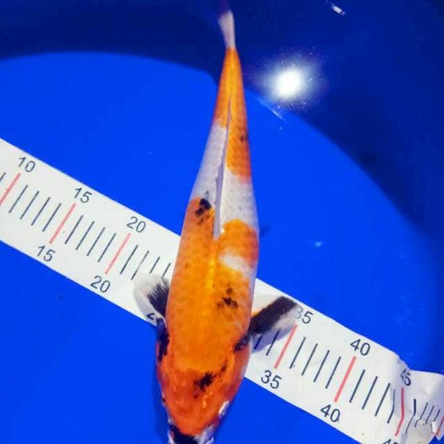 KIN SHOWA 35cm