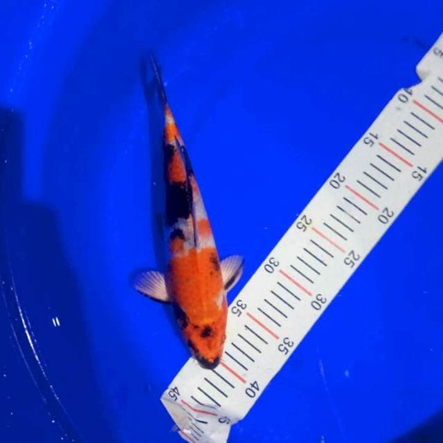 KIN SHOWA 30CM