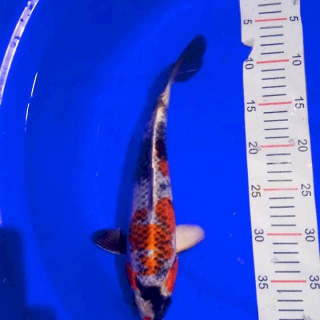 KIN SHOWA 30CM