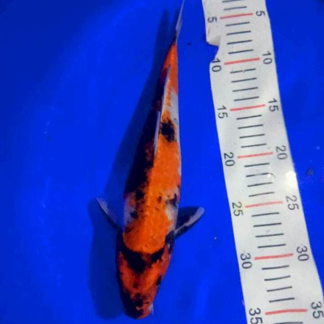 KIN SHOWA 30CM