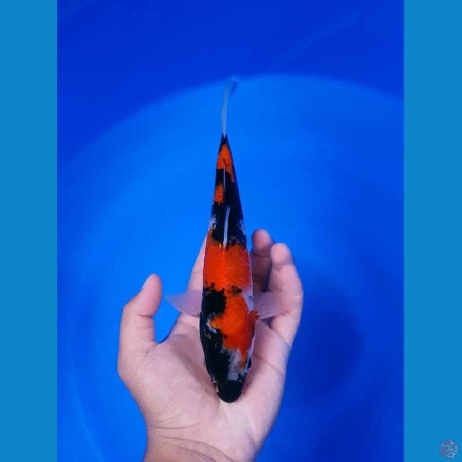 kindai Showa 23cm
