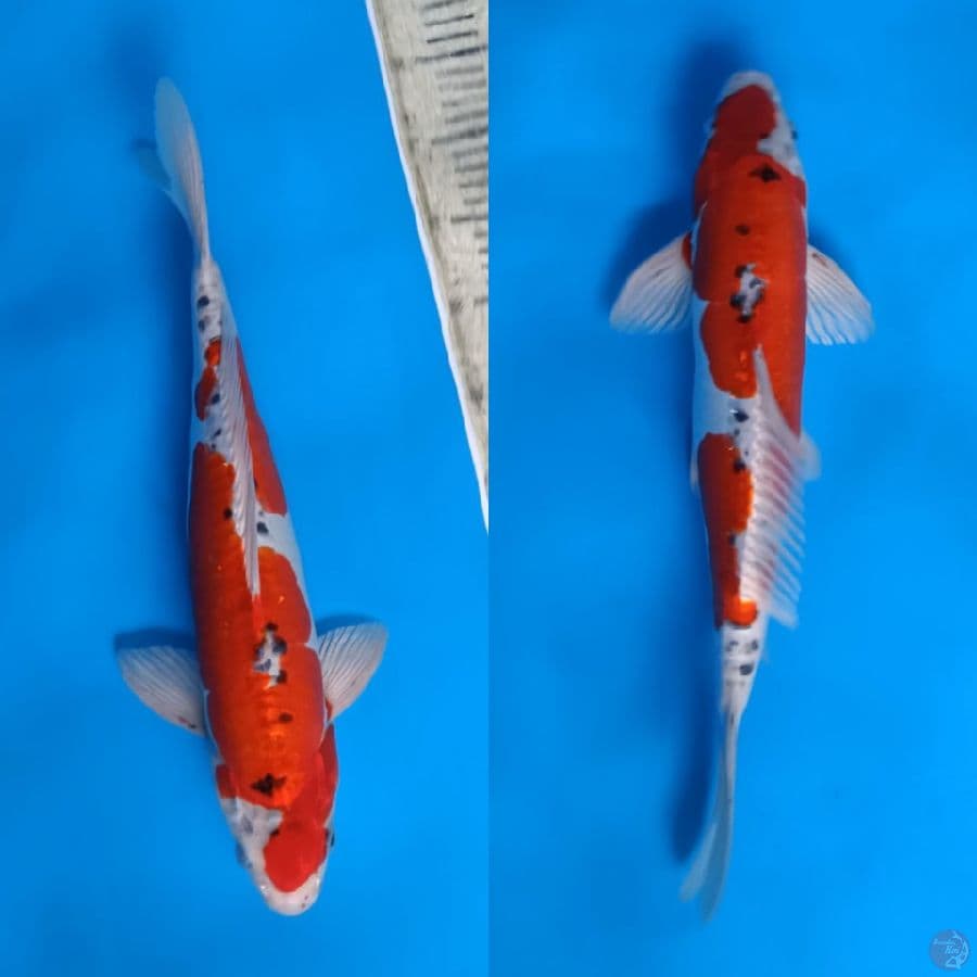 41cm Goshiki doitsu strong jantan