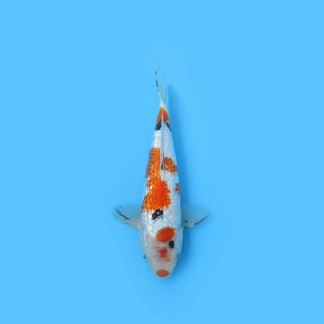 29CM - KINGINRIN A